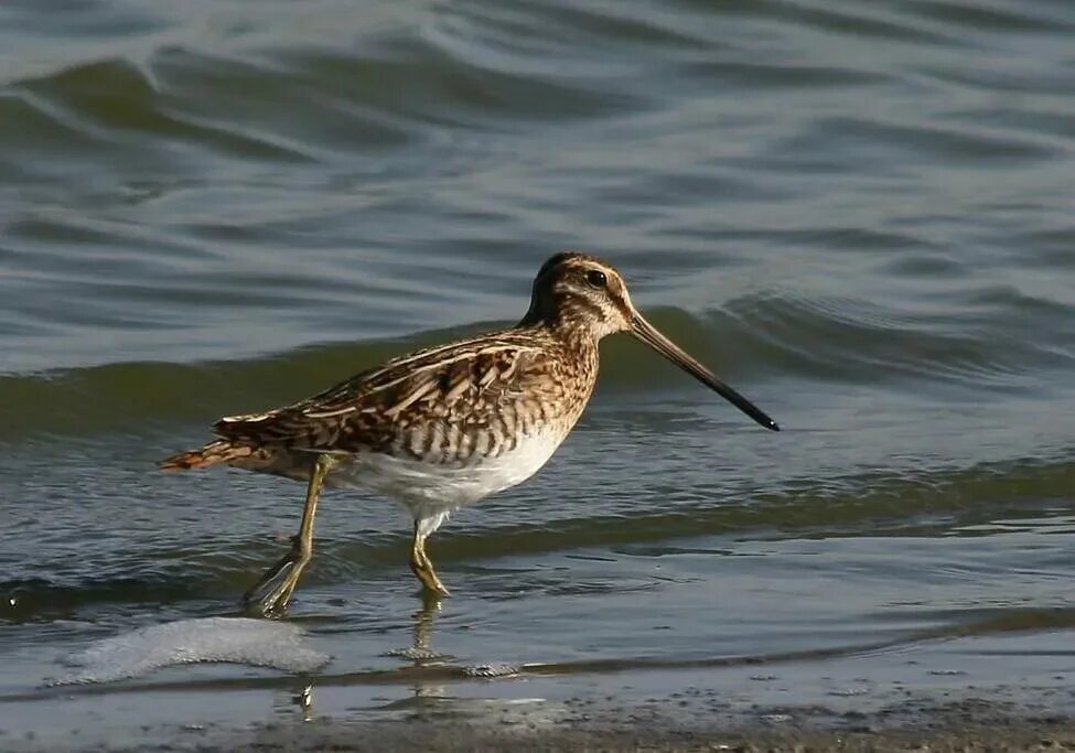 File:Giant Snipe, Gallinago undulata.jpg - Wikipedia