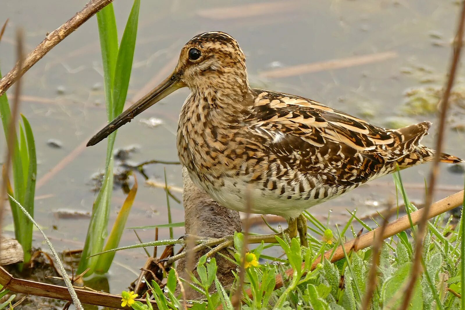 Птица бекас фото где обитает Файл:Common Snipe (Gallinago gallinago) (26144727151).jpg - Википедия