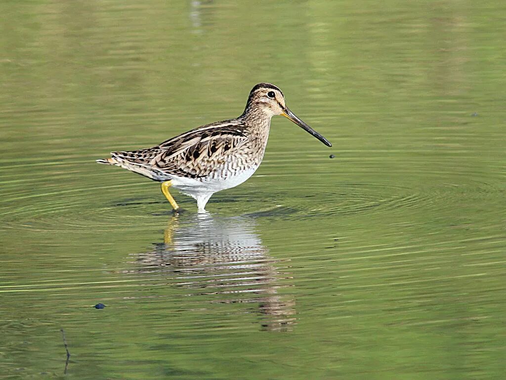 Птица бекас фото где обитает Species profile—Gallinago hardwickii (Latham's snipe) Environment, land and wate