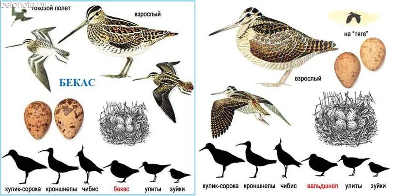 Птица бекас фото и описание где обитает Бекас / Natale :: artist :: art :: Арт-клуб :: фэндомы :: нарисовала сама :: пес