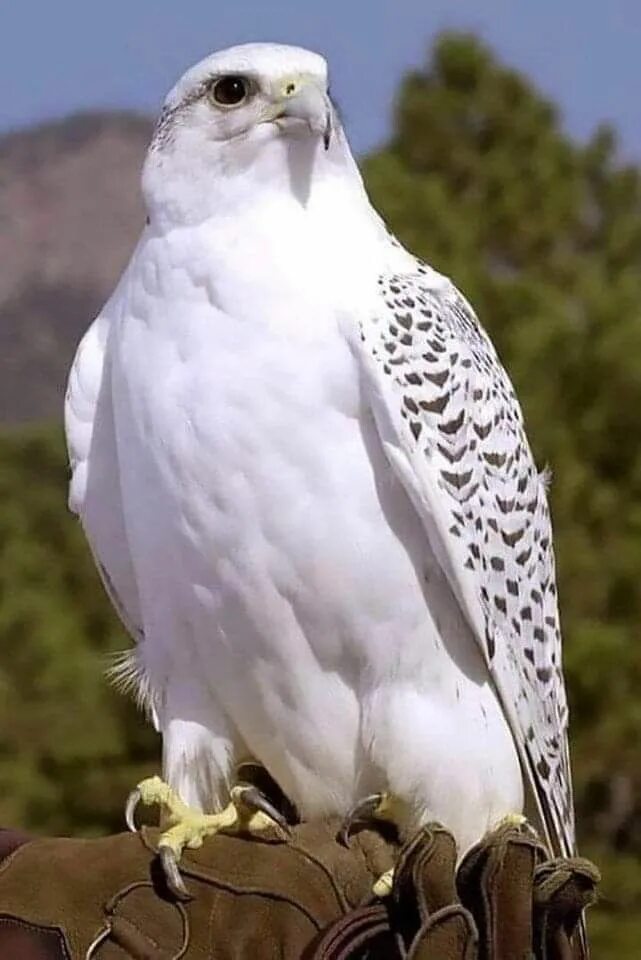 Птица белый кречет фото Arctic Gyrfalcon Домашние птицы, Экзотические птицы, Белоголовый орлан