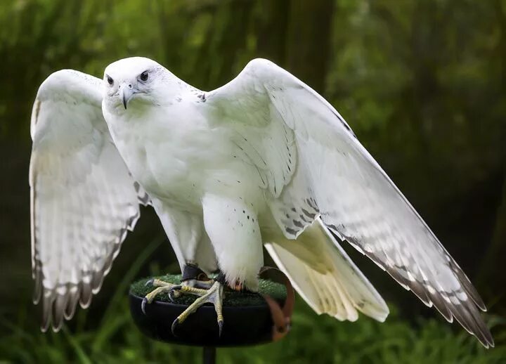 Птица белый кречет фото Eagle Heights is one of the largest Bird of Prey Centres in south east of Englan