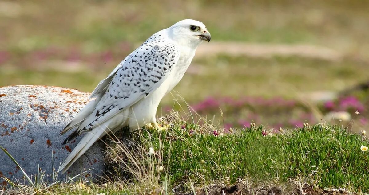 Птица белый кречет фото Gyrfalcon Life History, All About Birds, Cornell Lab of Ornithology