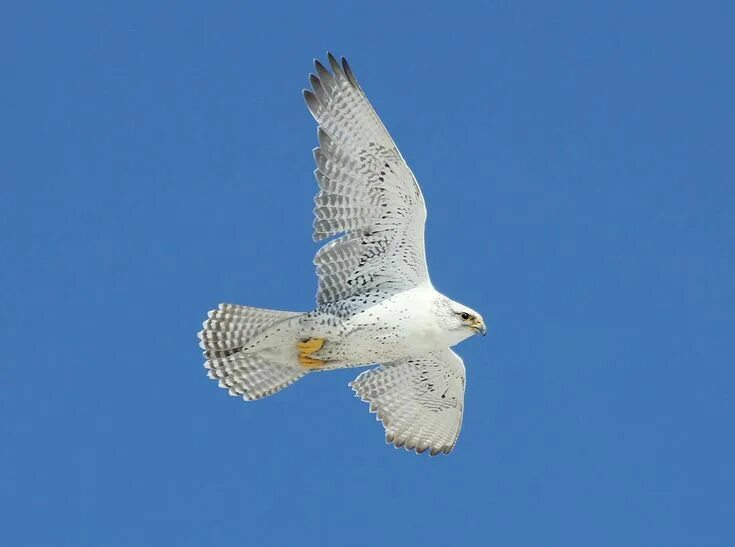 Птица белый кречет фото Gyrfalcon Birds, Owl, Wildlife