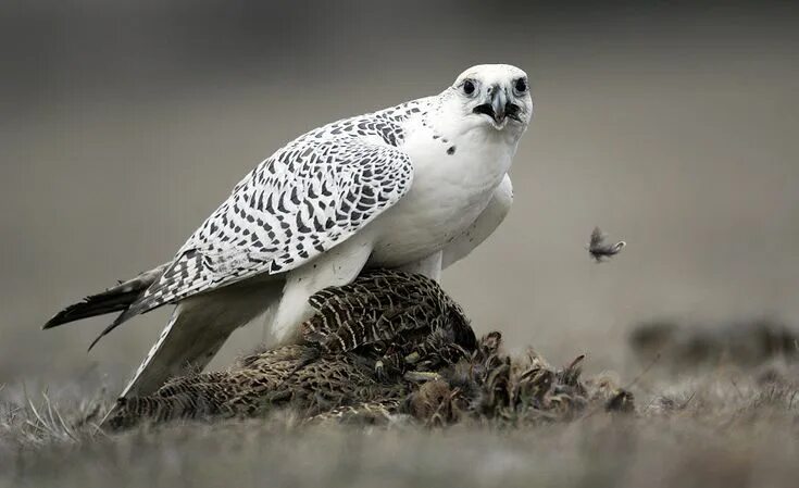 Птица белый кречет фото Mind the claws North american animals, Falcons, Birds