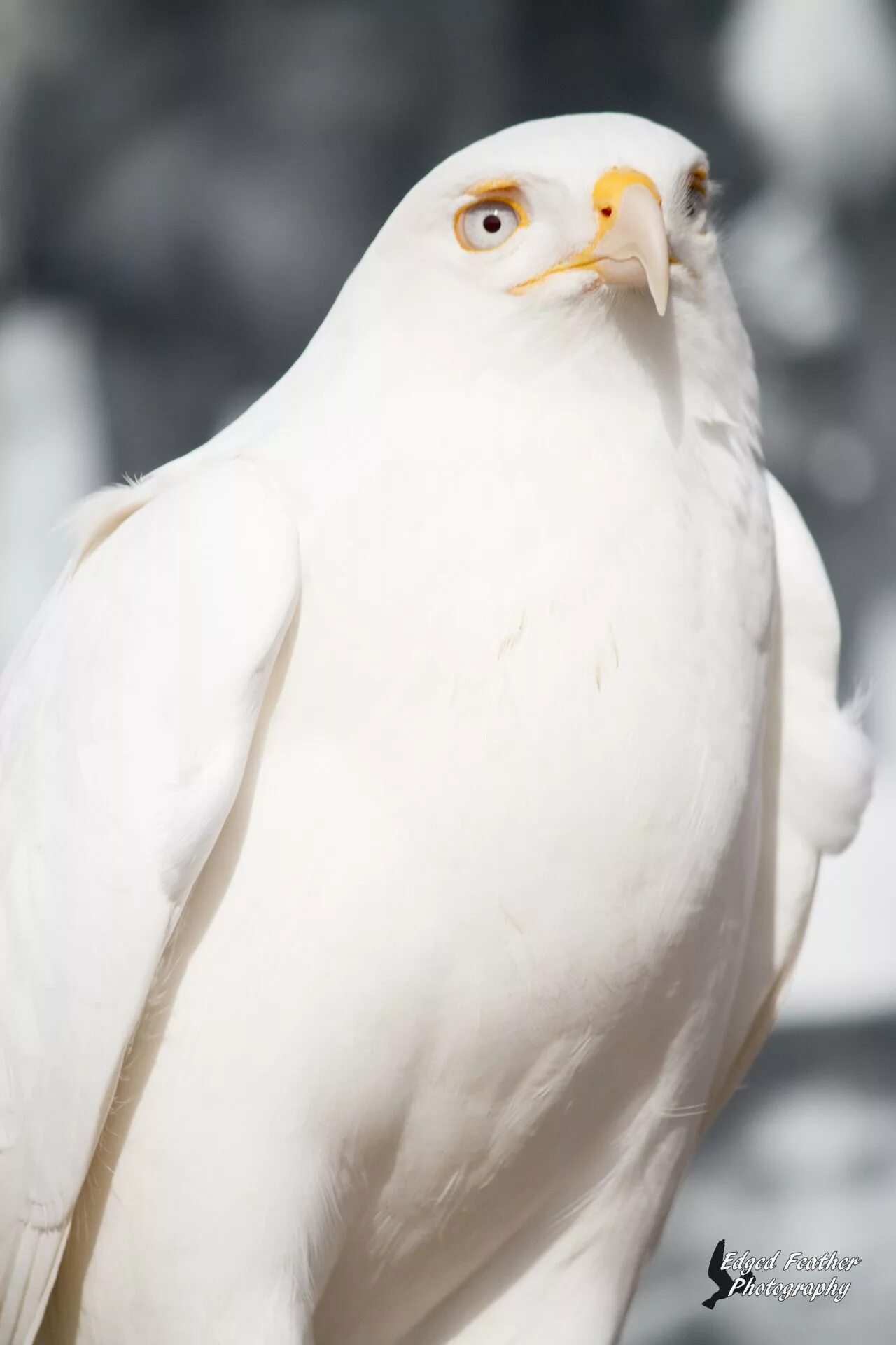 Птица белый кречет фото Edged Feather Photography Albino animals, Rare albino animals, Rare animals