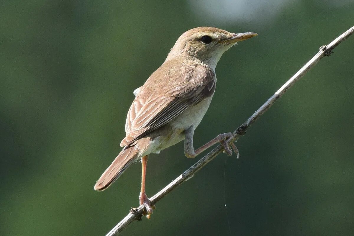 Птица бормотушка фото Booted Warbler (Hippolais caligata). Birds of Siberia.