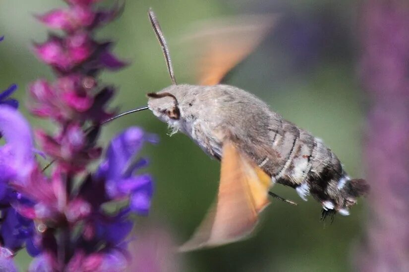 Птица бражник фото Языкан обыкновенный (Macroglossum stellatarum)