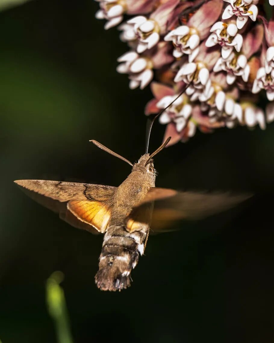 Птица бражник фото Macroglossum stellatarum porcellus 1080P, 2K, 4K, 5K HD wallpapers free download