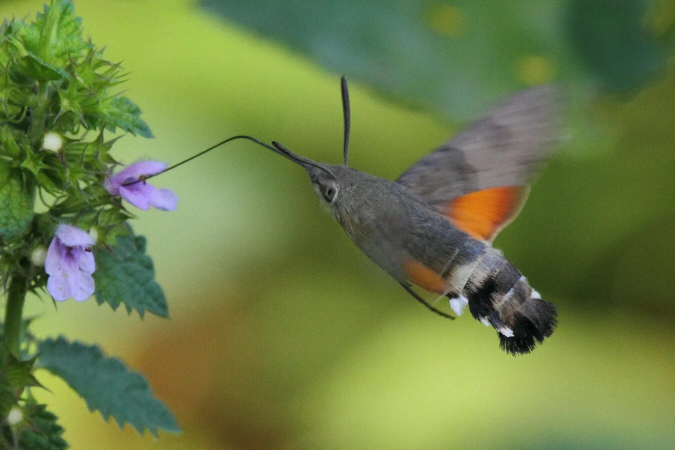 Птица бражник фото Языкан обыкновенный (Macroglossum stellatarum)