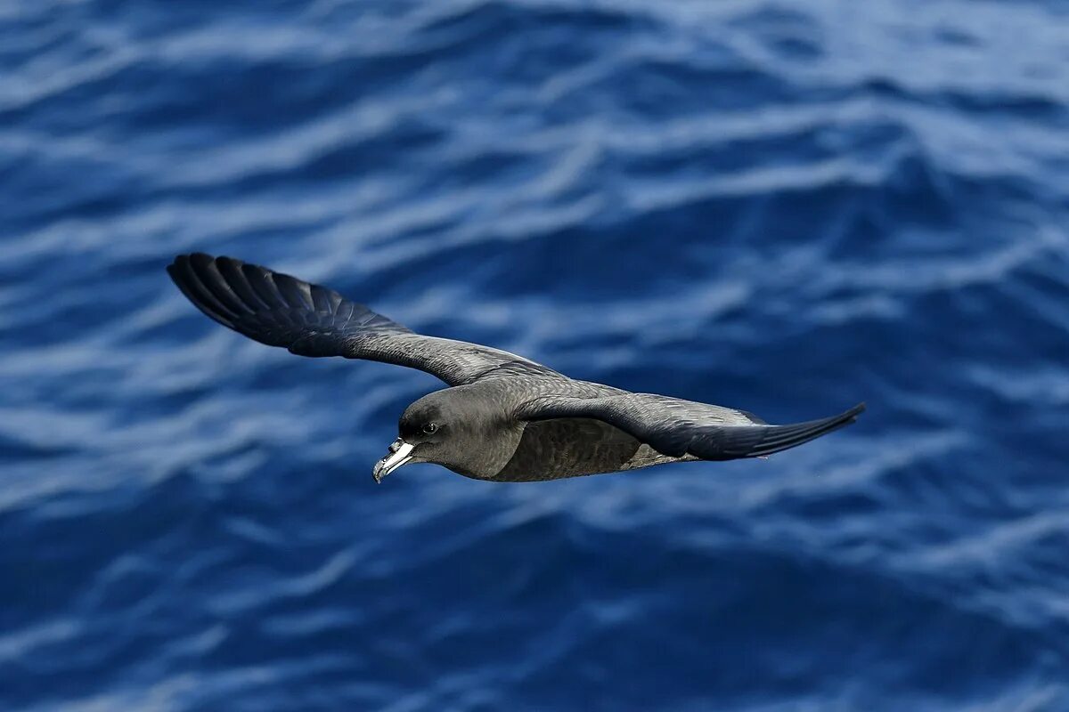 Птица буревестник фото и описание Petrel - Wikipedia