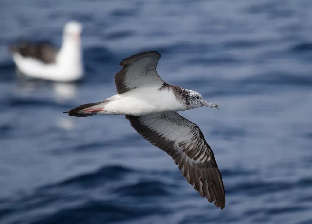 Птица буревестник фото и описание Буревестникообразные Procellariiformes Буревестниковые (Procellariidae) Пестроли