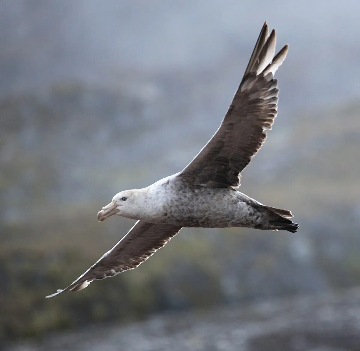 Птица буревестник фото и описание Petrel-raksasa utara - Wikipedia bahasa Indonesia, ensiklopedia bebas