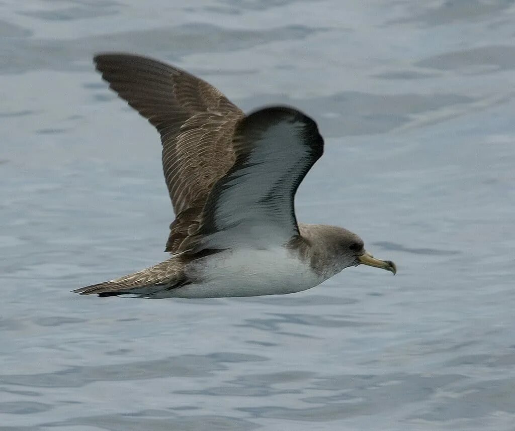 Птица буревестник фото и описание Cory's Shearwater - BirdWatch Ireland