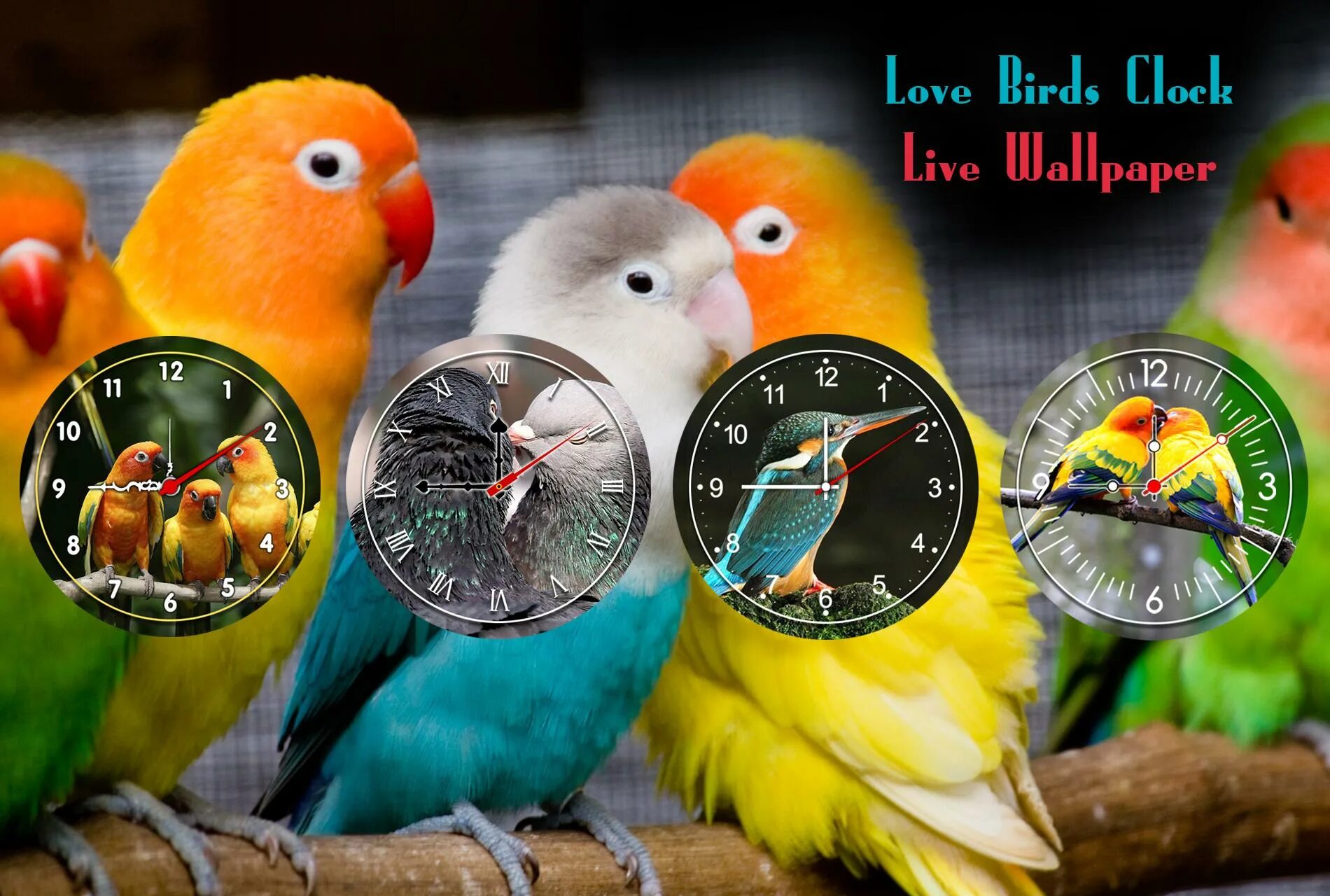 Птица часа фото Скачать Love Birds Clock Wallpaper APK для Android