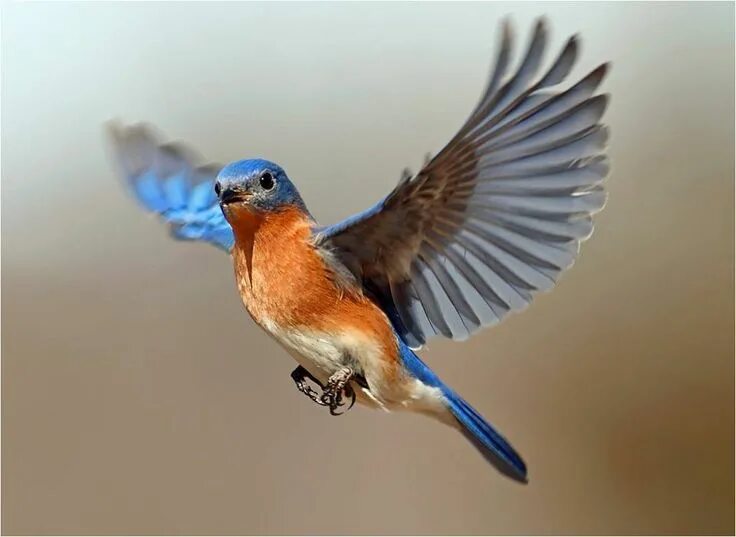 Птица часа фото Pin by Rachel Summers on Birds Eastern bluebird, Bird, Blue bird