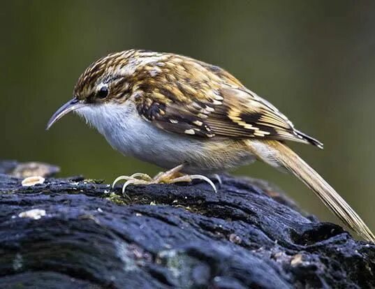 Птица часа фото EURASIAN TREECREEPER LIFE EXPECTANCY Life expectancy, Life, List of birds