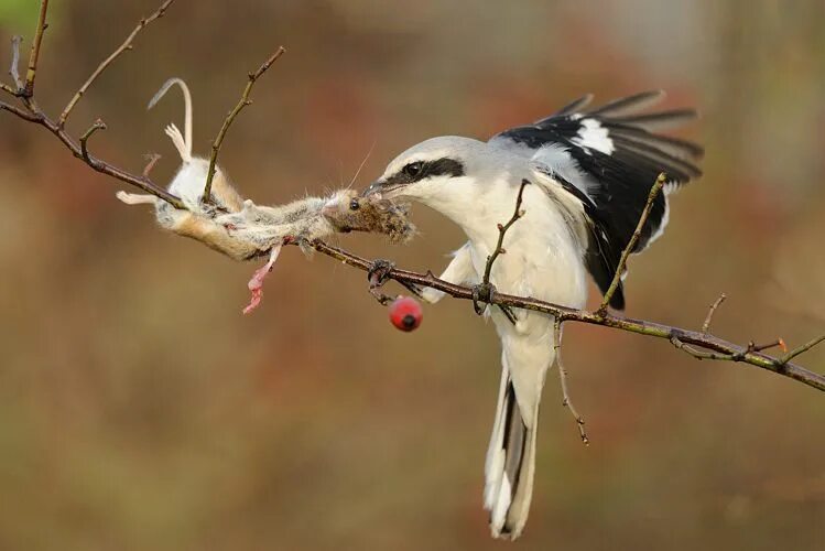 Птица часа фото The scientific name of the great grey shrike literally means "sentinel butcher":