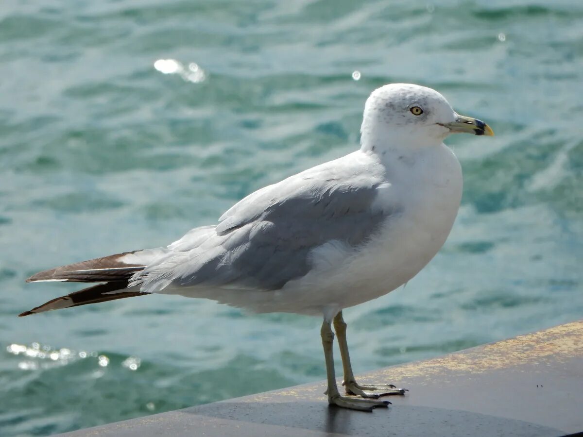 Птица чайка фото описание Free Images : sea, coast, water, nature, bird, shore, lake, animal, seabird, sea