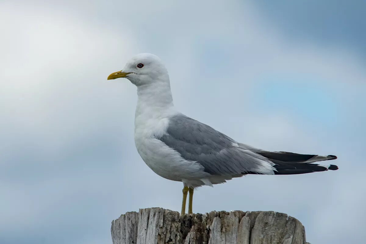 Птица чайка фото описание Сизая чайка (Larus canus). Птицы Сибири.