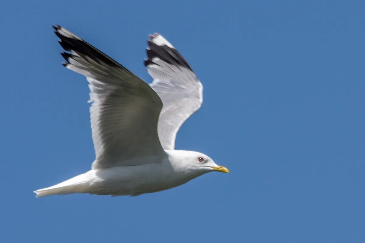 Птица чайка фото описание Сизая чайка (Larus canus). Птицы Сибири.