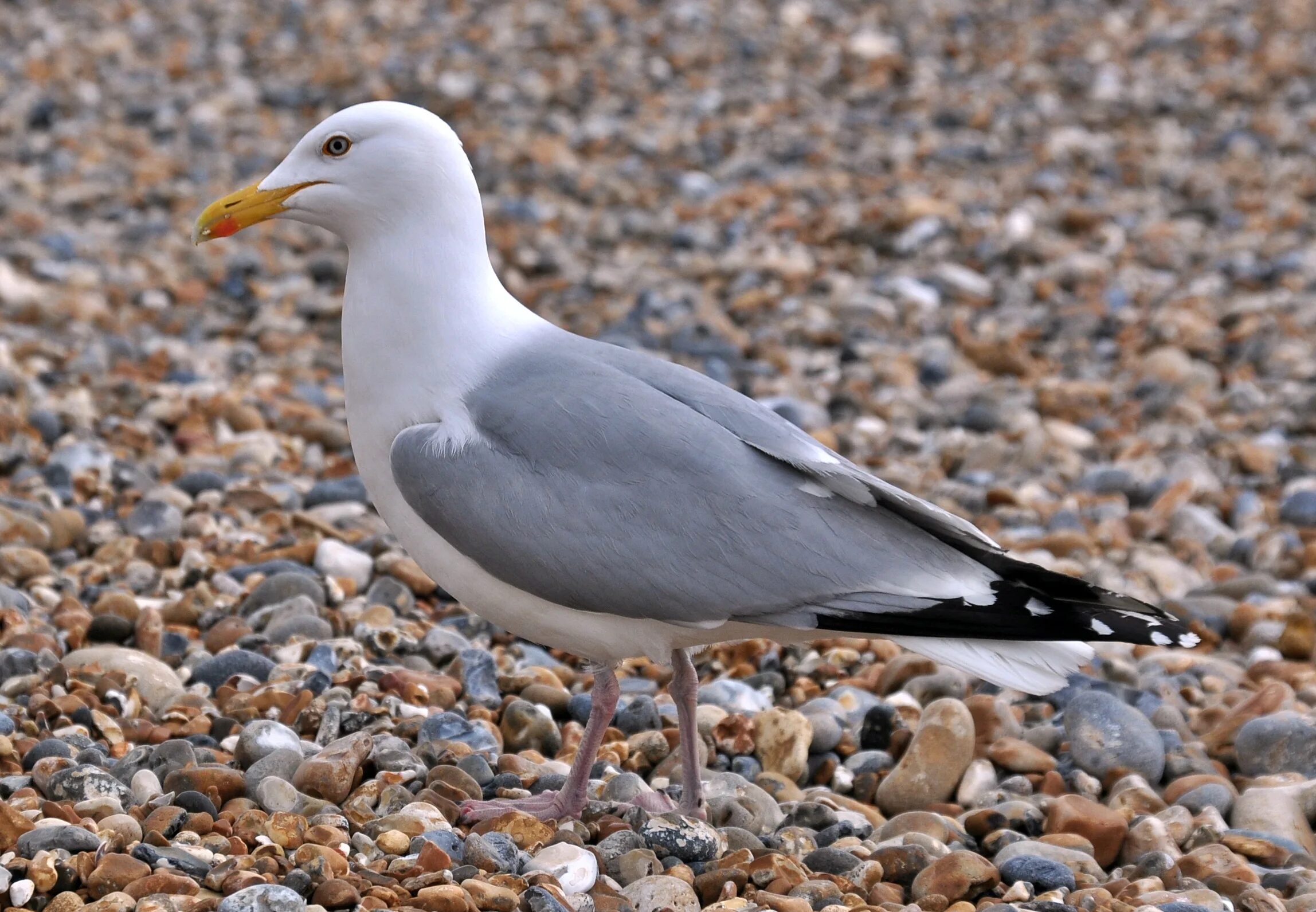 Птица чайка фото описание File:Herring Gull (Larus argentatus), Brighton, England.JPG - Wikimedia Commons