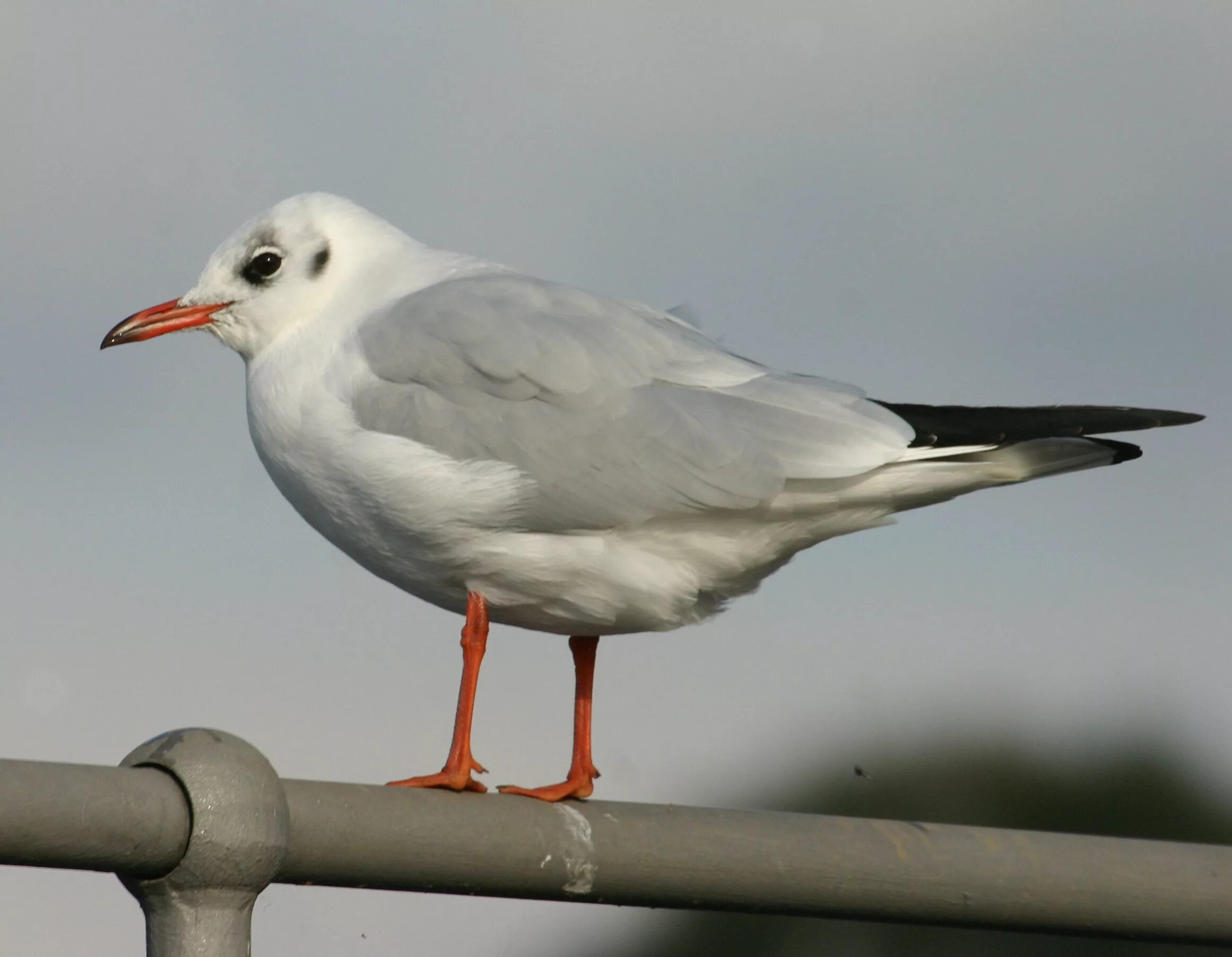 Птица чайка фото описание Free photo: Seagull caught on wall - Art, Beach, Concrete - Free Download - Jooi