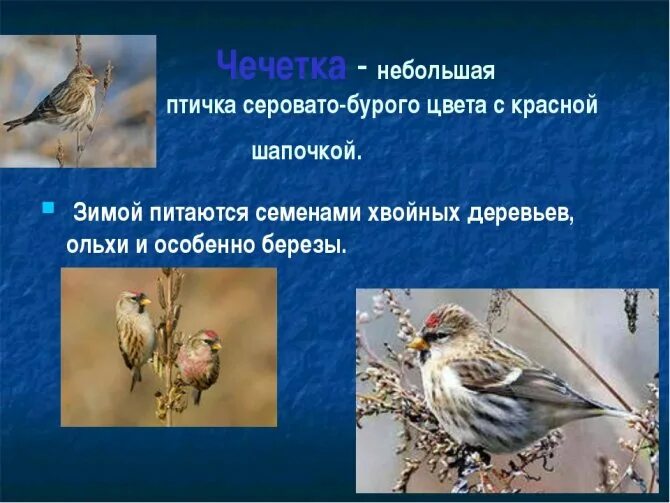 Птица чечетка фото и описание Чечетка (Carduelis flammea): описание, обитание, виды, фото, голос