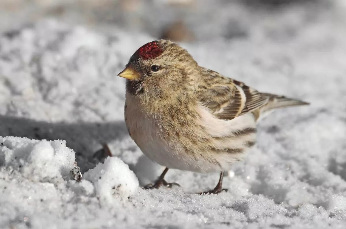 Птица чечетка фото и описание Common Redpoll (Acanthis flammea). Birds of Siberia.