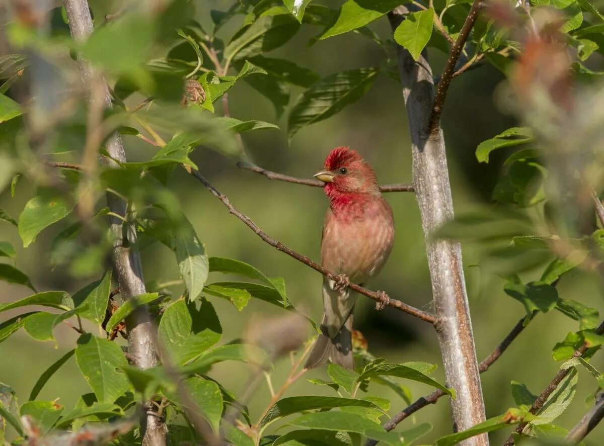 Птица чечевица фото Common Rosefinch (Carpodacus erythrinus). Birds of Siberia.