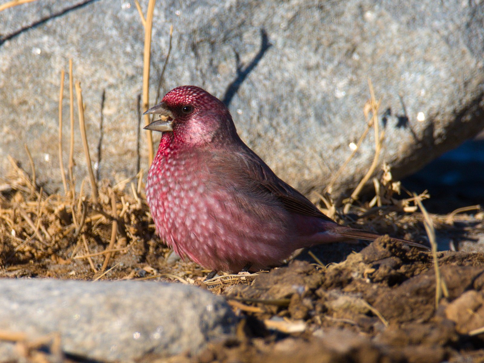 Птица чечевица фото Большая чечевица (Carpodacus rubicilla). Птицы Сибири.