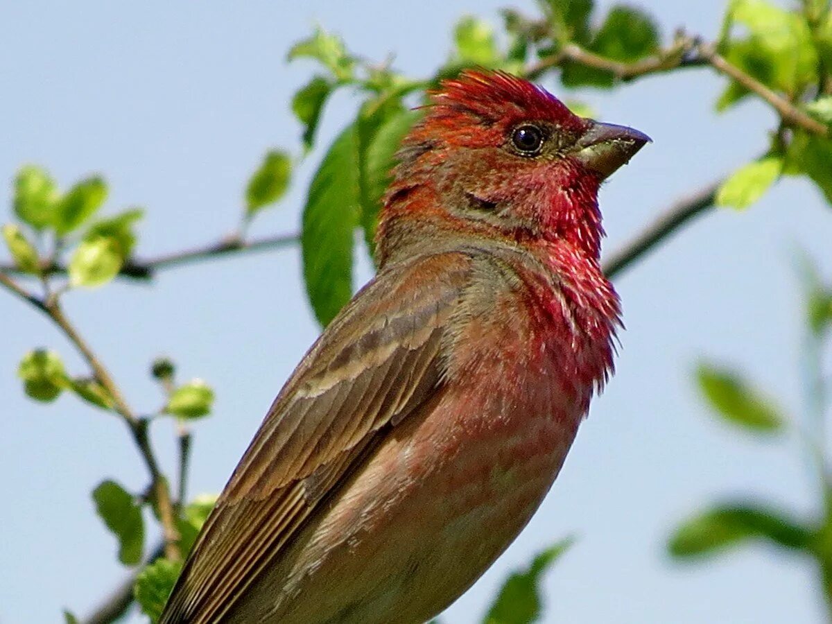 Purple finch male - Пурпурная чечевица