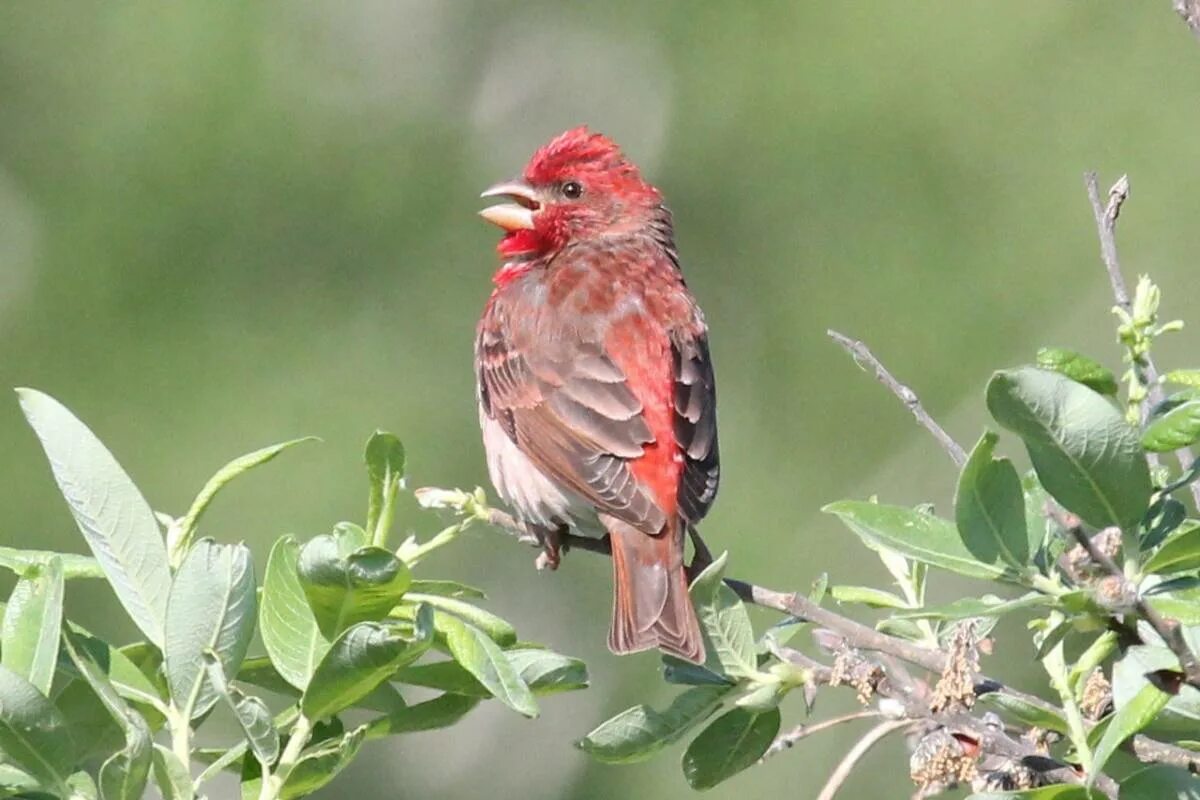 Птица чечевица фото Обыкновенная чечевица (Carpodacus erythrinus). Птицы Сибири.