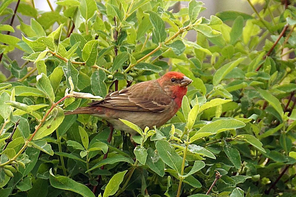 Птица чечевица фото Обыкновенная чечевица (Carpodacus erythrinus). Птицы Сибири.