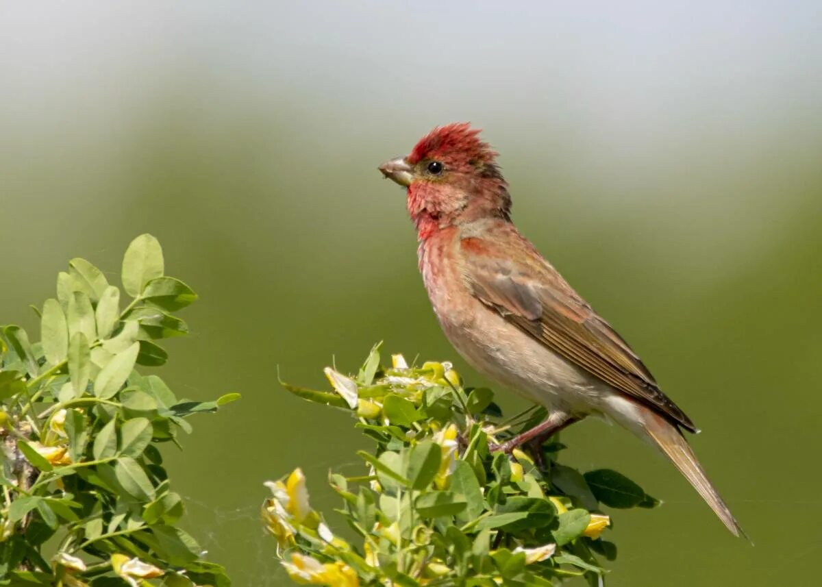 Птица чечевица фото Обыкновенная чечевица (Carpodacus erythrinus). Птицы Сибири.