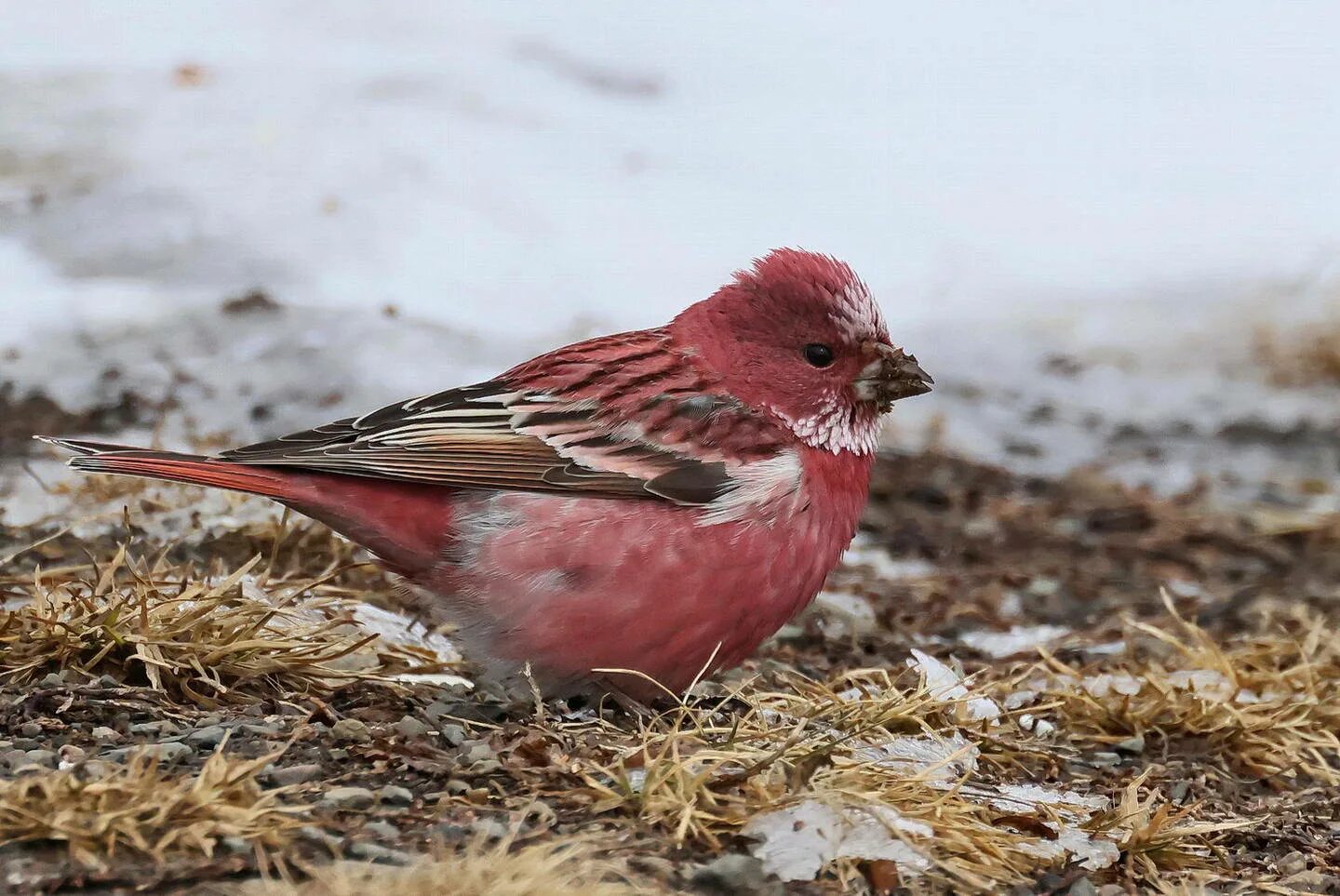 Птица чечевица фото Сибирская чечевица (Carpodacus roseus). Птицы Сибири.