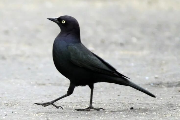 Птица черного цвета фото The Nature of Framingham: Those Cute Western Blackbirds Animales locos, Animales