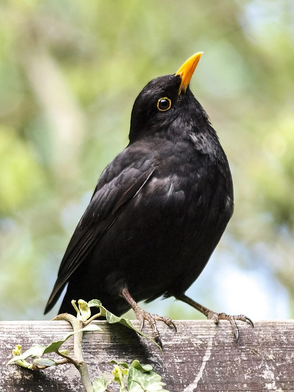 Птица черного цвета фото File:Amsel (36) (34857256392).jpg - Wikimedia Commons