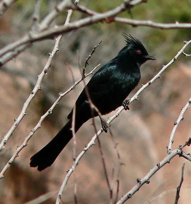 The Brewer's #Blackbird Adult male is similar to European #Starling. #wildlife #