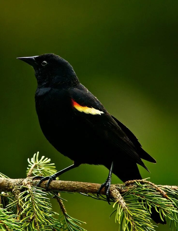 Птица черного цвета фото Redwing Blackbird - A Message from one of our Spirit Animals Spirit animal totem