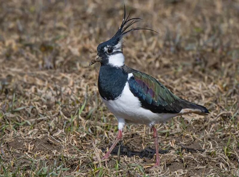 Northern Lapwing (Vanellus vanellus). Birds of Siberia.