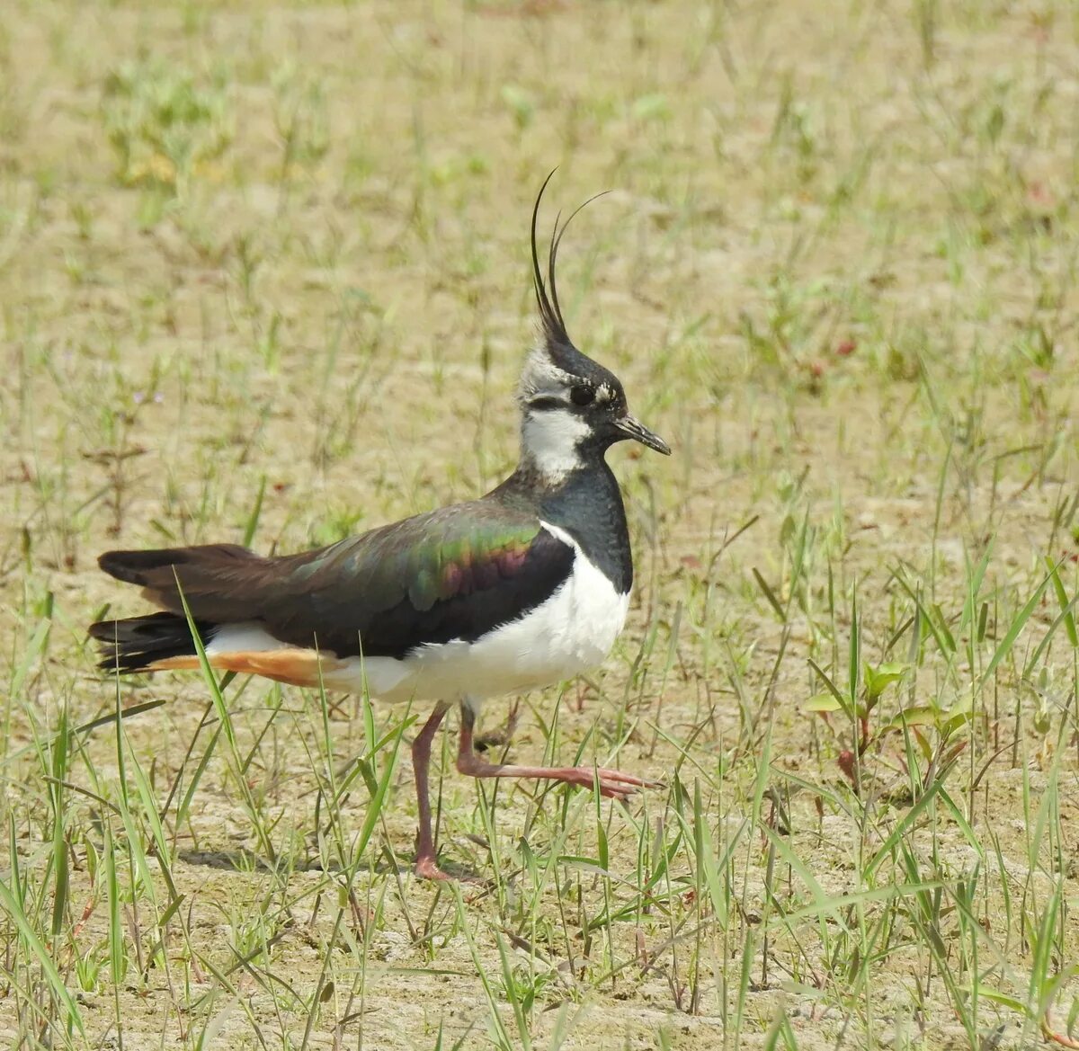 Птица чибис фото и описание Northern Lapwing (Vanellus vanellus). Birds of Kyrgyzstan.