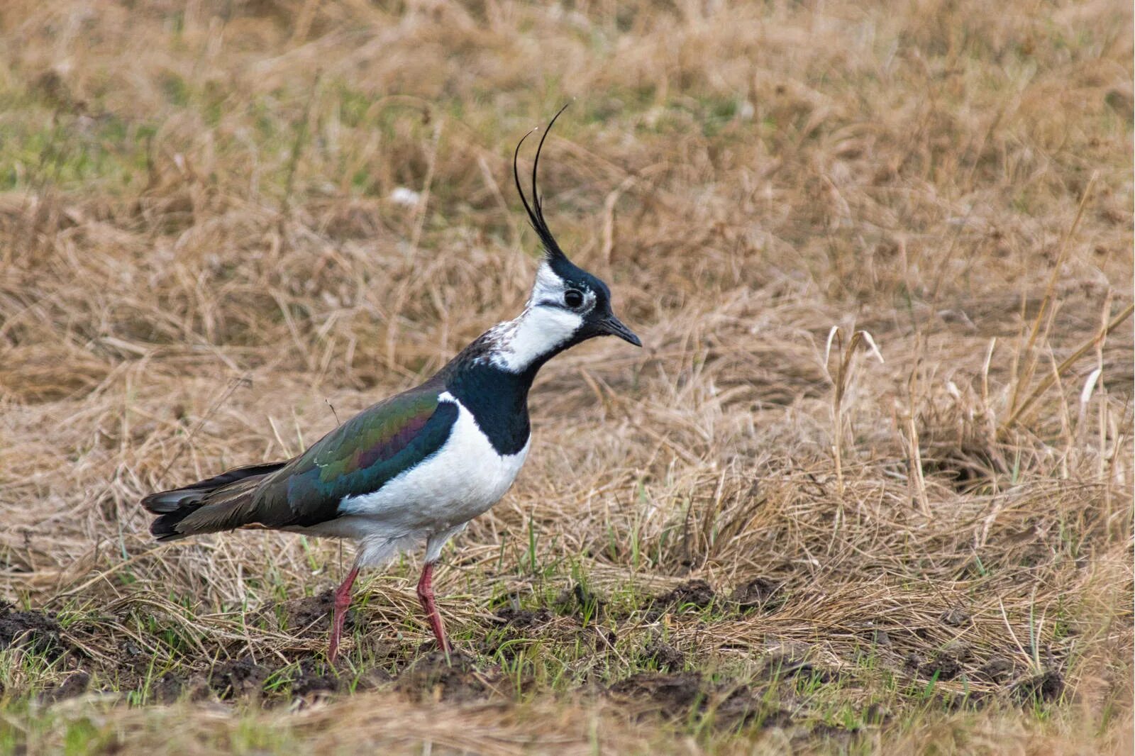 Птица чибис фото и описание Northern Lapwing (Vanellus vanellus). Birds of Siberia.