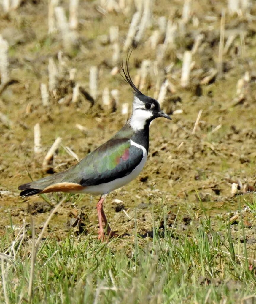 Птица чибис фото и описание Чибис (Vanellus vanellus). Птицы Кыргызстана.