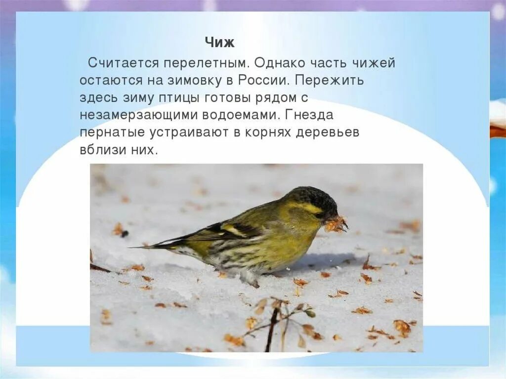 Птица чиж фото и описание Чиж перелетная птица или зимующая 58 фото - ZooClever.ru