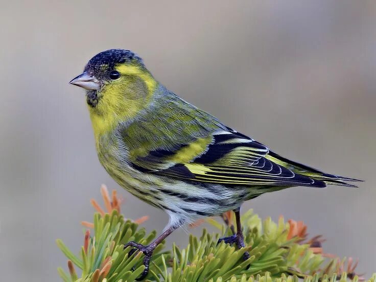 Птица чиж фото и описание Siskin - Carduelis spinus More photographs on my website .. Pretty birds, Pet bi