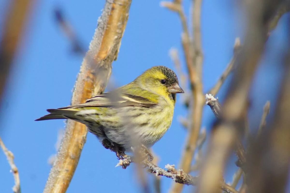 Птица чиж фото и описание Eurasian Siskin (Carduelis spinus). Birds of Siberia.