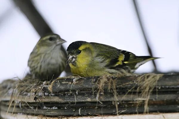 Птица чиж фото самца и самки Bird feeder visitor - siskin looduskalender.ee