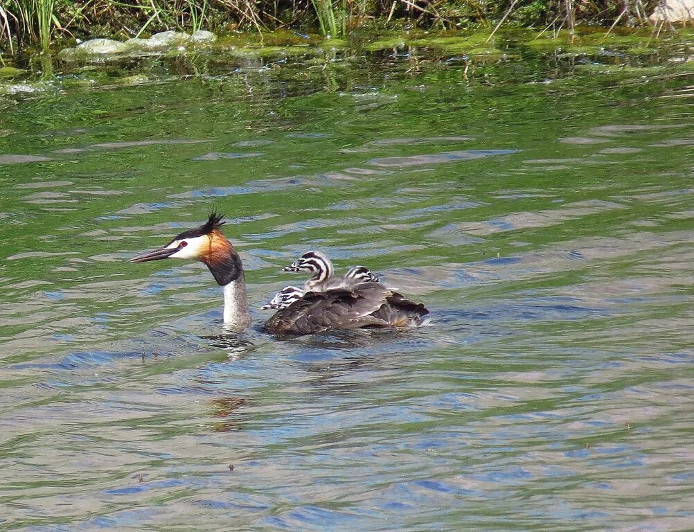 Птица чомга фото и описание Чомга (Podiceps cristatus). Птицы Сибири.