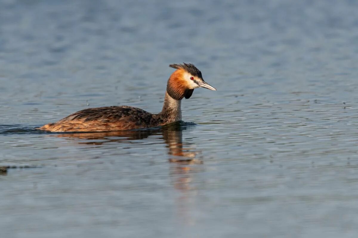 Птица чомга фото и описание Чомга (Podiceps cristatus). Птицы Сибири.